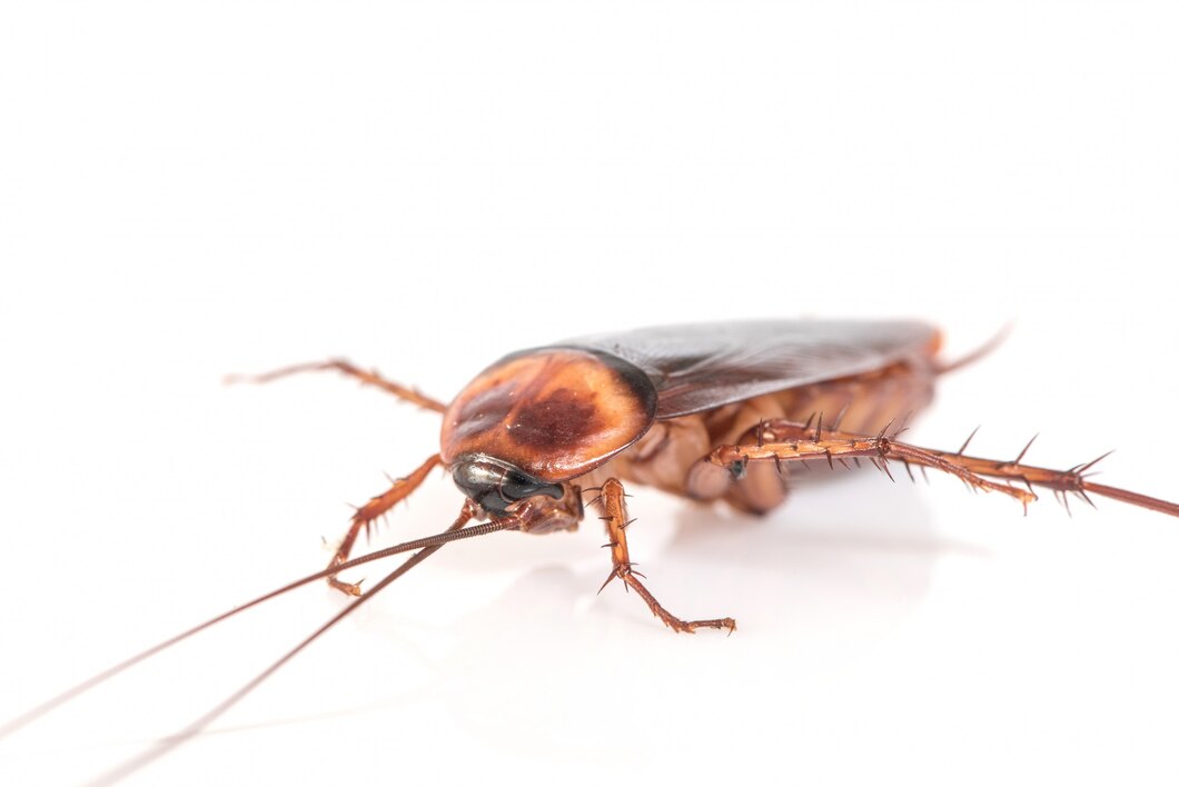 Tips Ampuh Membasmi Kecoa di Rumah, Cukup Buat Cairan Pembasmi Serangga dengan Bahan Berikut Ini