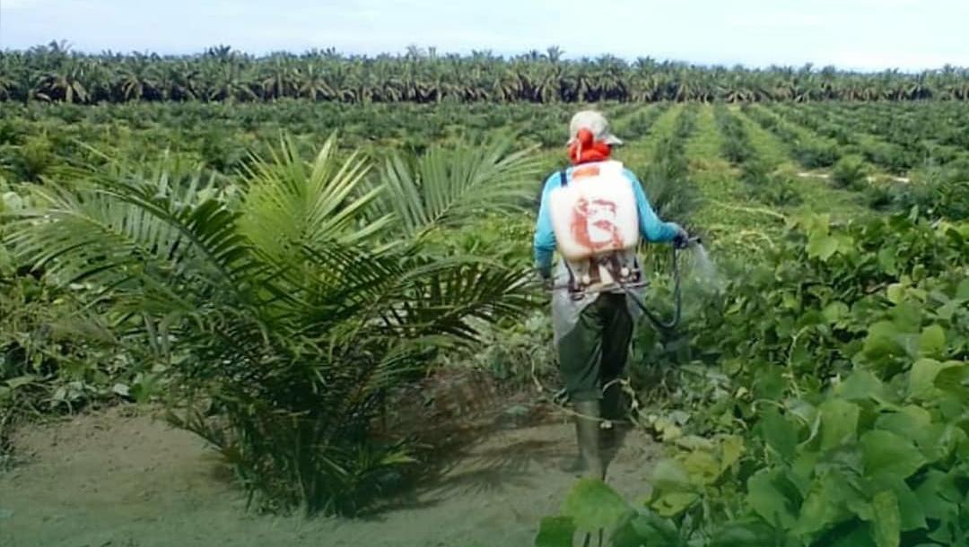 8 Cara Mengendalikan Hama dan Penyakit pada Kebun Kelapa Sawit Saat Musim Kemarau