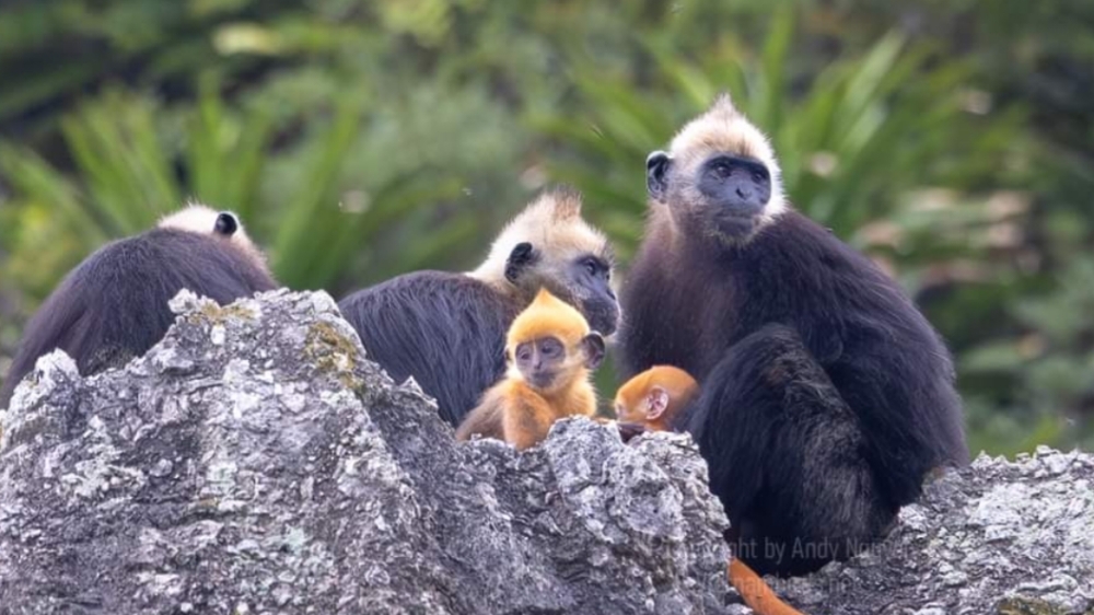 6 Fakta Unik Tentang Lutung Cat Ba, Primata Paling Langka di Dunia