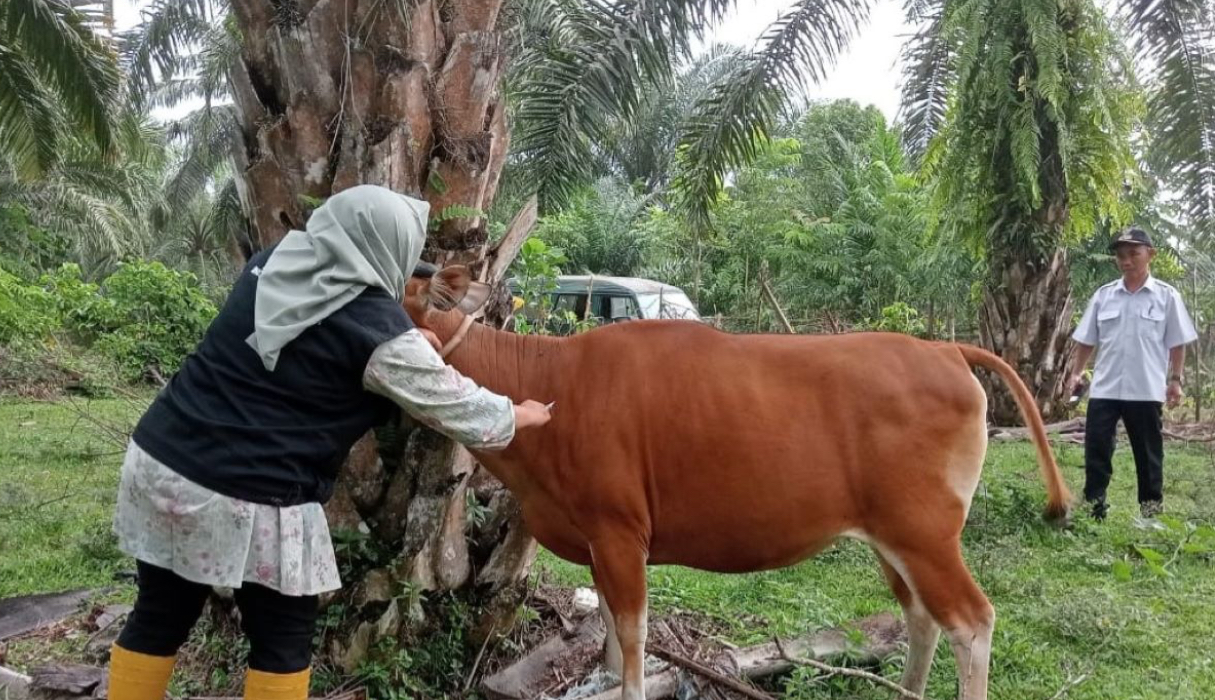 Bengkulu Selatan Usulkan 5 Ribu Dosis Vaksin Ternak untuk Cegah Penyakit di 2025