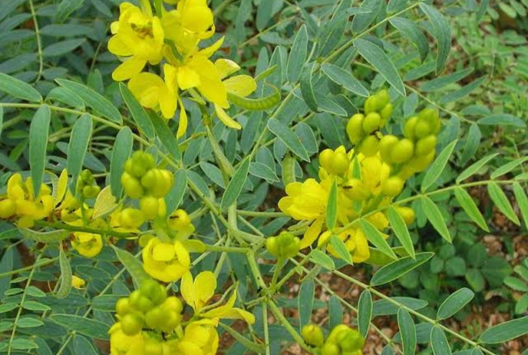 Menakjubkan! Beragam Manfaat dan Khasiat Daun Senna untuk Kesehatan Tubuh