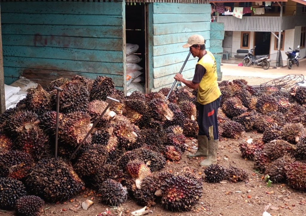 Harga TBS Kelapa Sawit di Bengkulu Utara Berangsur Naik, Ini Pengaruh Positifnya pada Ekonomi Masyarakat