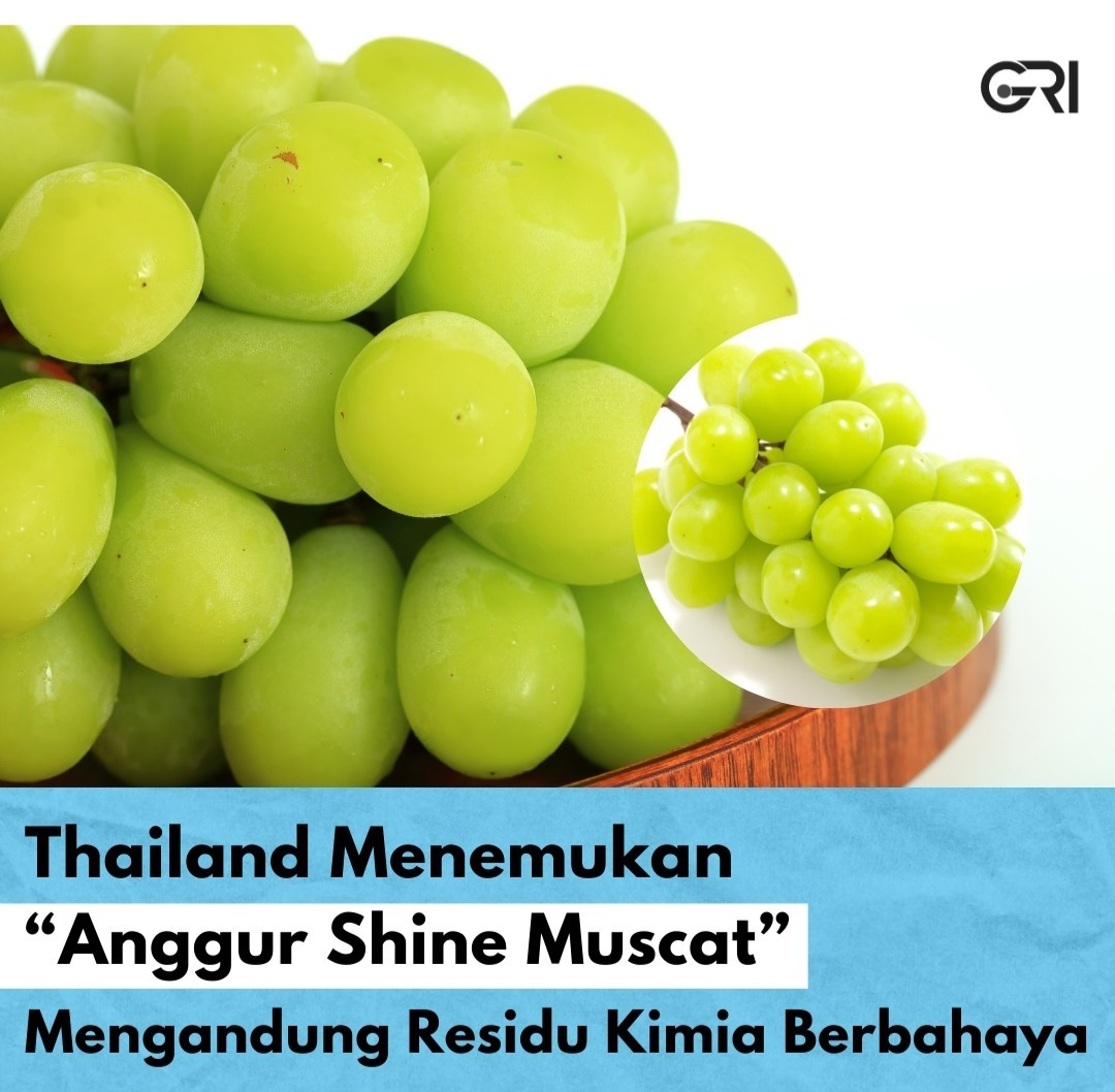 Heboh! Thailand Temukan Residu Bahan Kimia Berbahaya Pada Anggur Shine Muscat