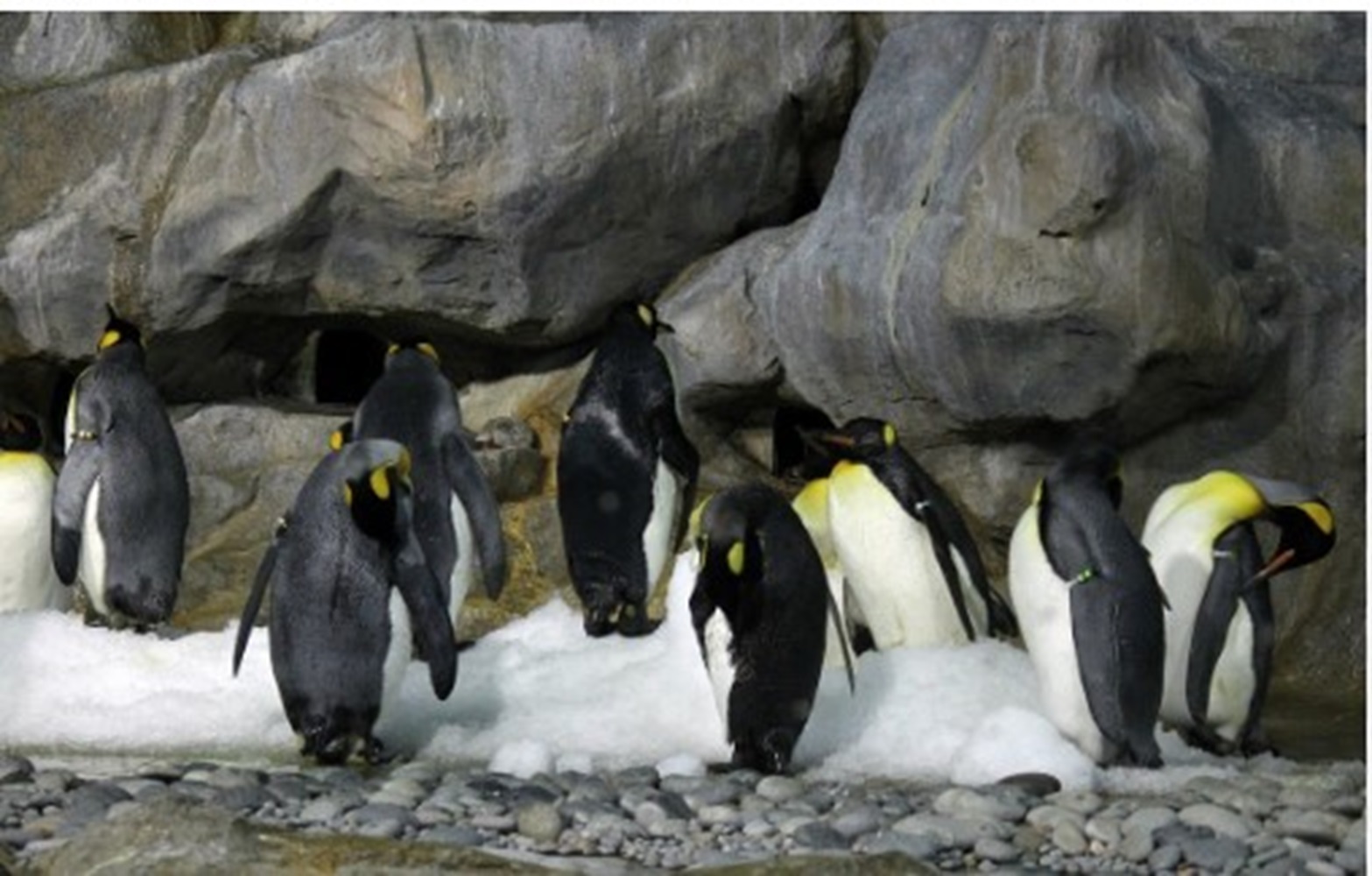 Penguin Kaisar Terbesar, Tingginya Lebih dari 1 Meter dan Bobot 35 Kg, Makanannya Udang dan Cumi