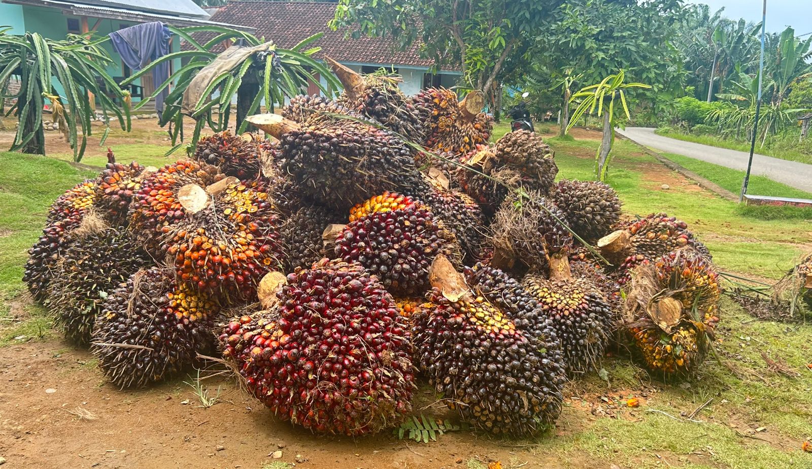 Harga TBS Sawit Mukomuko Naik hingga Rp40 per Kg, Ini Daftar Lengkapnya