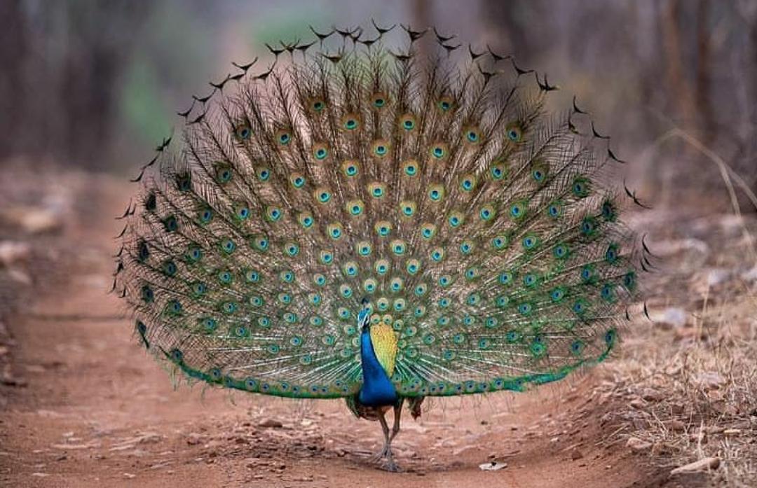 9 Fakta Menarik Tentang Burung Merak Hijau yang Memikat Dunia