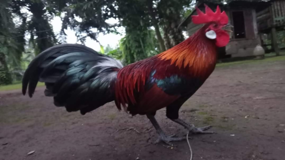 Ayam Hutan, Ayam Liar Indonesia yang Telah Ada Sejak Zaman Prasejarah