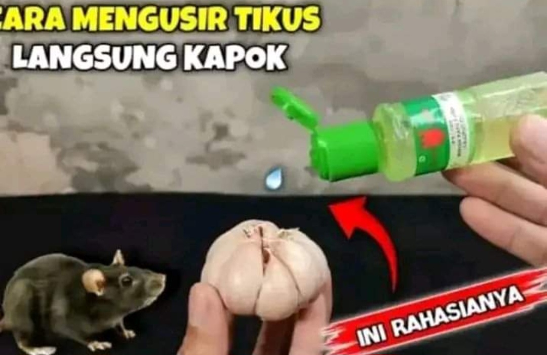 Cara Alami Mengusir Tikus dari Rumah Menggunakan Bahan-Bahan Sederhana