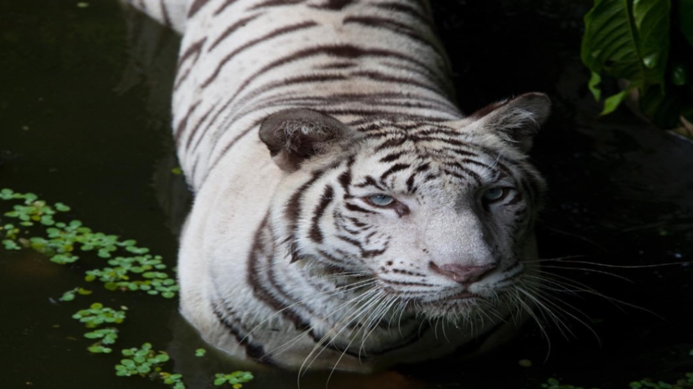 Mitos Harimau Putih di Indonesia, Sering Dikaitkan Sebagai Simbol Gaib dan Perlindungan Dunia Spiritual