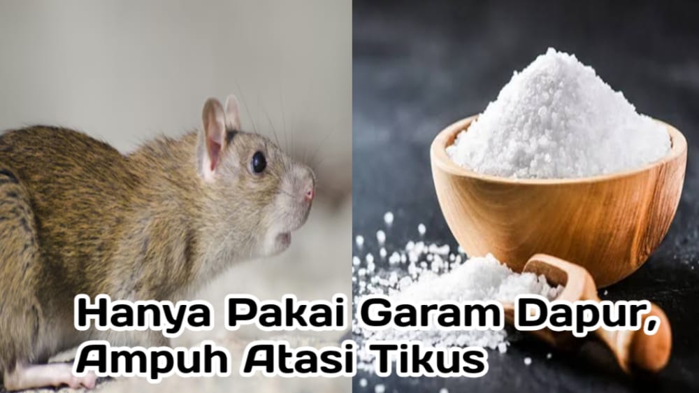 Hanya Pakai Garam, Begini Cara Ampuh Usir Tikus di Rumah