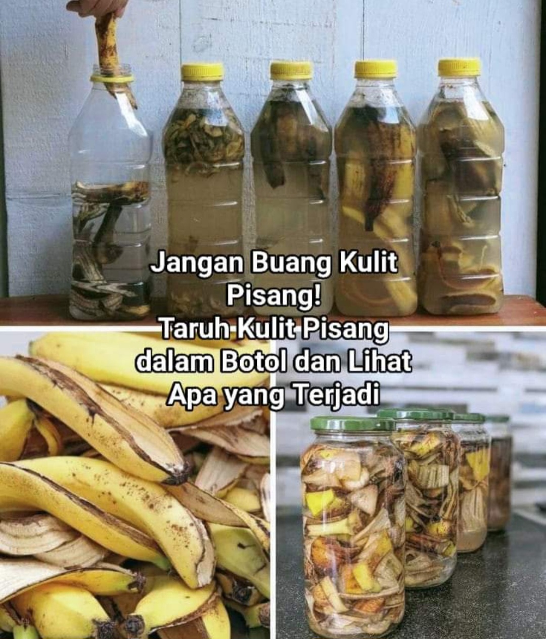 Jangan Buang Kulit Pisang! Inilah 5 Manfaatnya untuk Tanaman Anda