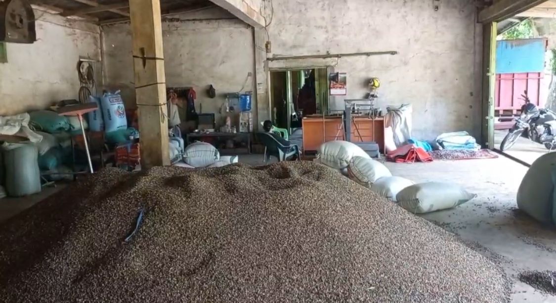 Pasar Kopi Seluma Lesu, Harga Turun Jadi Rp56 Ribu Per Kilogram