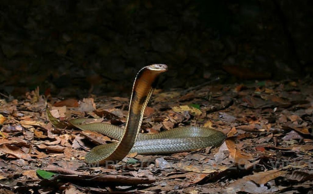 10 Fakta Menarik Tentang King Cobra, Ular Berbisa Terpanjang di Dunia