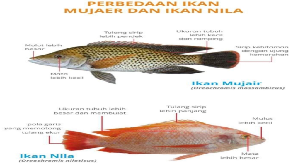 Meskipun Terkadang Mirip, Ini Perbedaan Ikan Nila dengan Ikan Mujair