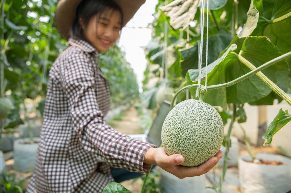 Tips Menaman Buah Melon di Pekarangan Rumah, Hasilkan Buah Manis Semanis Madu
