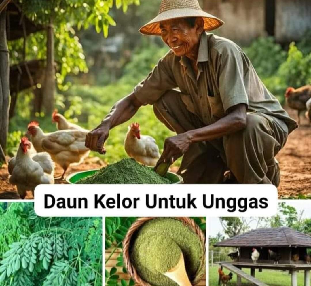 Manfaat Daun Kelor untuk Makanan Unggas, Ini Resep Rahasianya