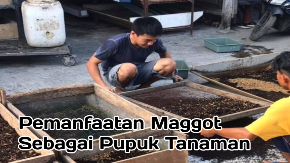 Inovasi Pertanian Organik, Pemanfaatan Maggot Sebagai Pupuk Bagi Tanaman 