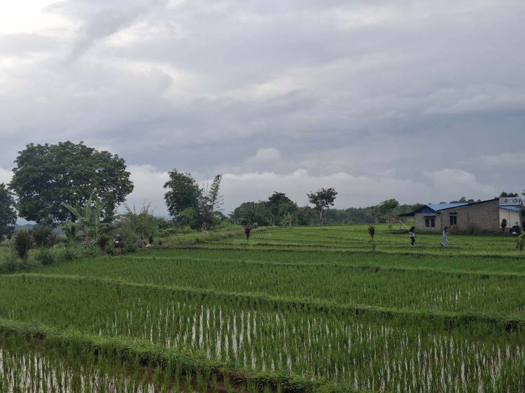 Harga Beras Medium Naik, Pemkab Bengkulu Utara Pastikan Pedagang Tak Seenaknya