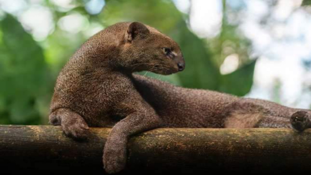 Jaguarundi, Kucing Liar Mirip Berang-berang  yang Bisa Memanjat dan Berenang