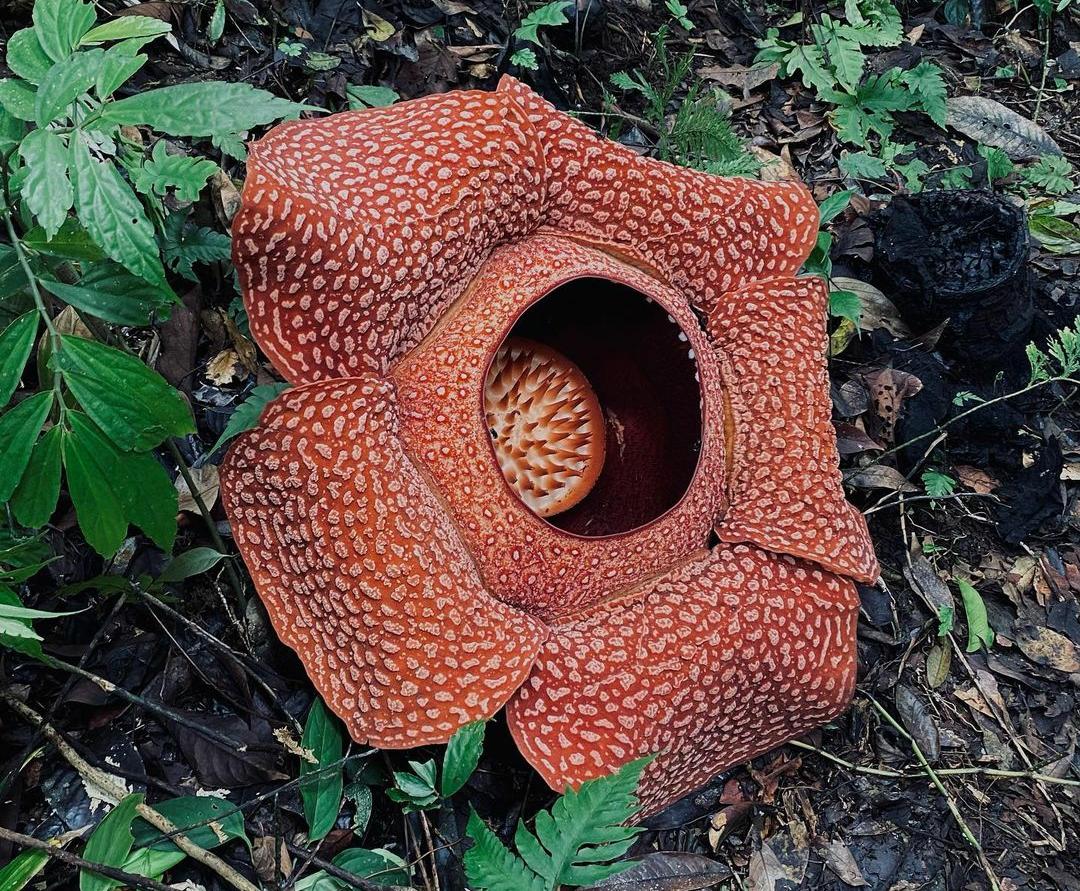 9 Fakta Menarik tentang Rafflesia Arnoldii yang Jadi Ikon Provinsi Bengkulu