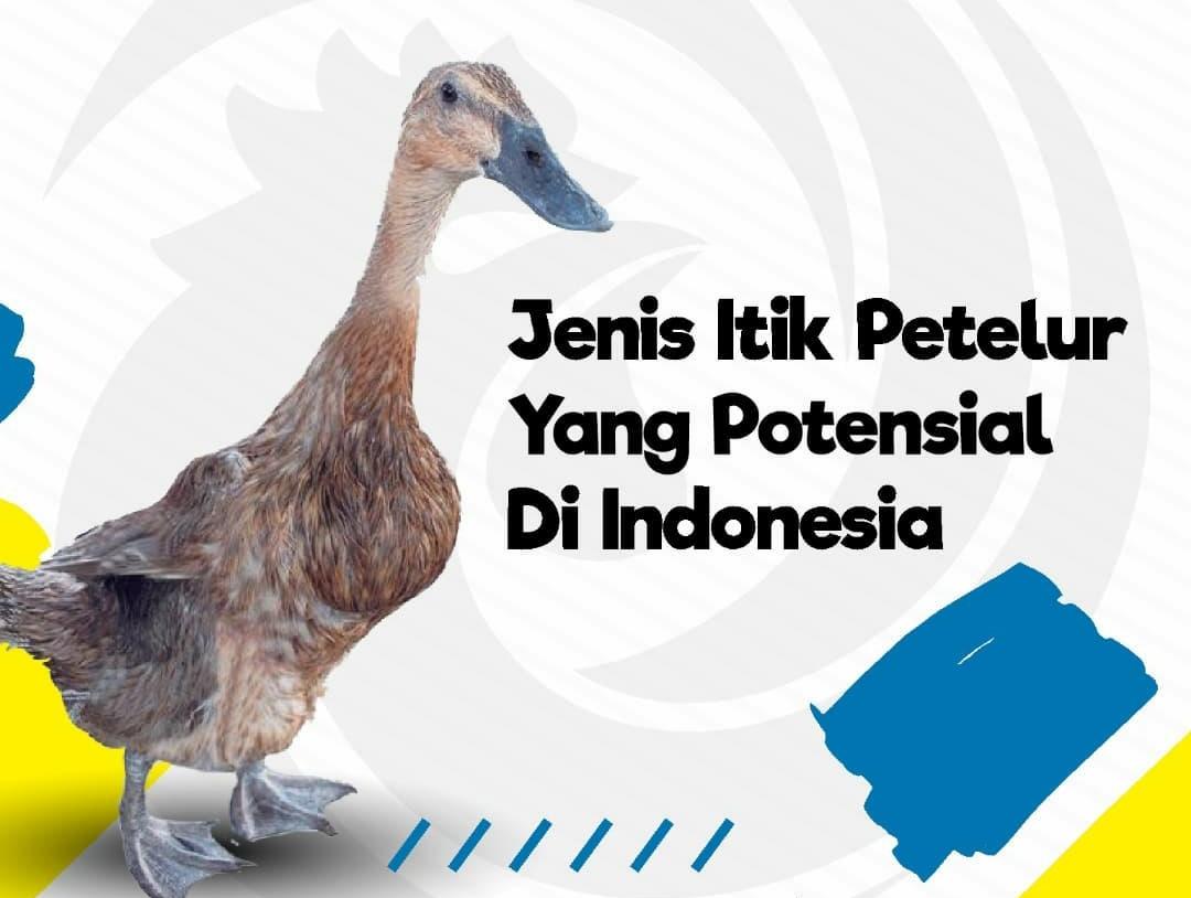 8 Jenis Itik Petelur Potensial di Indonesia, Menguntungkan untuk Dibudidaya