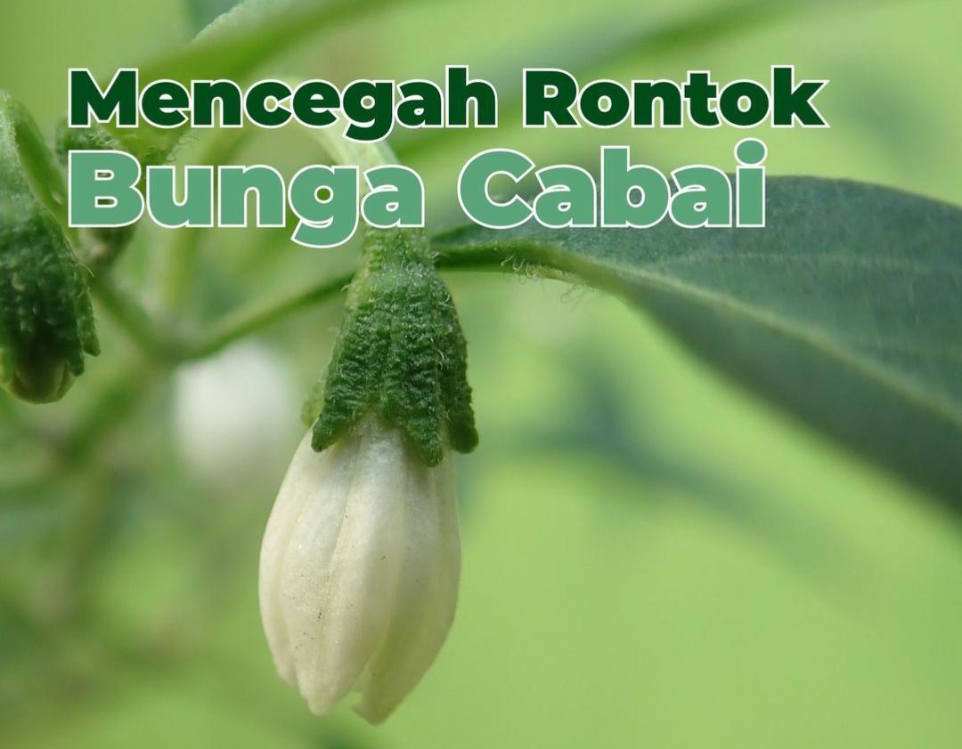 8 Tips Mencegah Rontoknya Bunga Cabai Merah: Lebih dari Sekadar Pengendalian Hama dan Penyakit