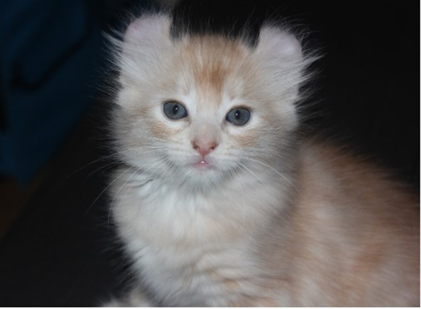 Kucing American Curl, Akibat Mutasi Genetik Alami, Berasal dari Amerika Serikat 