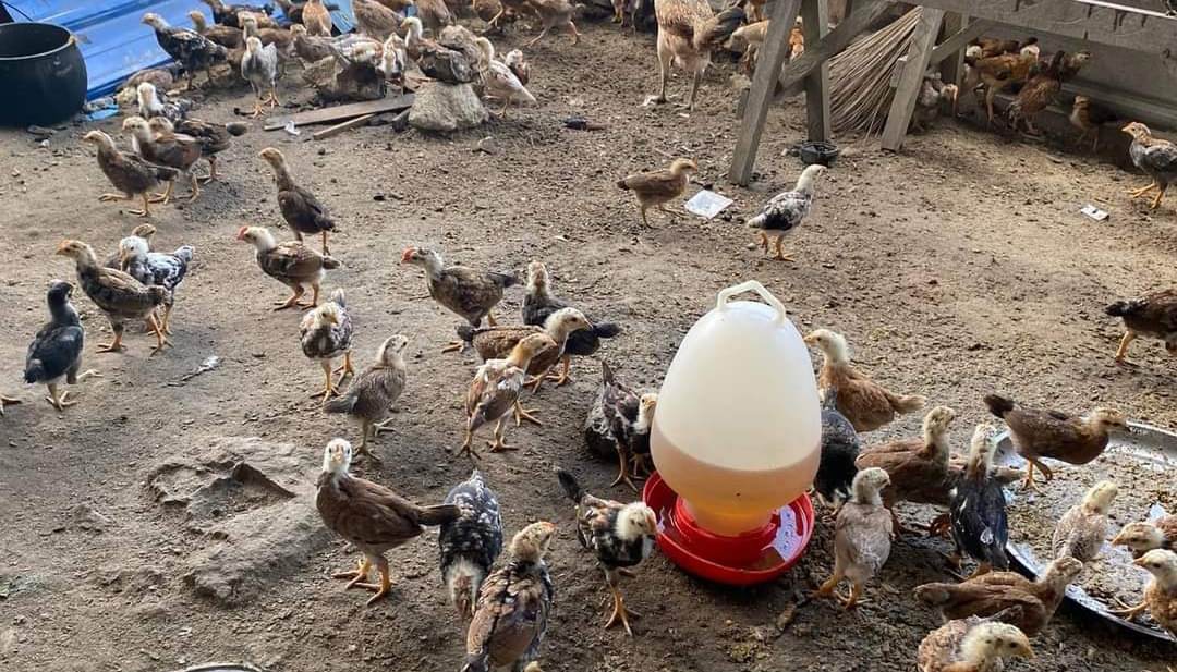 Beternak Ayam Kampung Pedaging: Peluang Bisnis Menguntungkan di Pedesaan