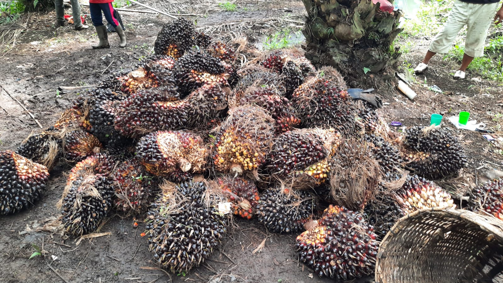 Bukan Cuma Kekurangan Nutrisi, Ini 7 Faktor Penyebab Buah Sawit Menjadi Ringan