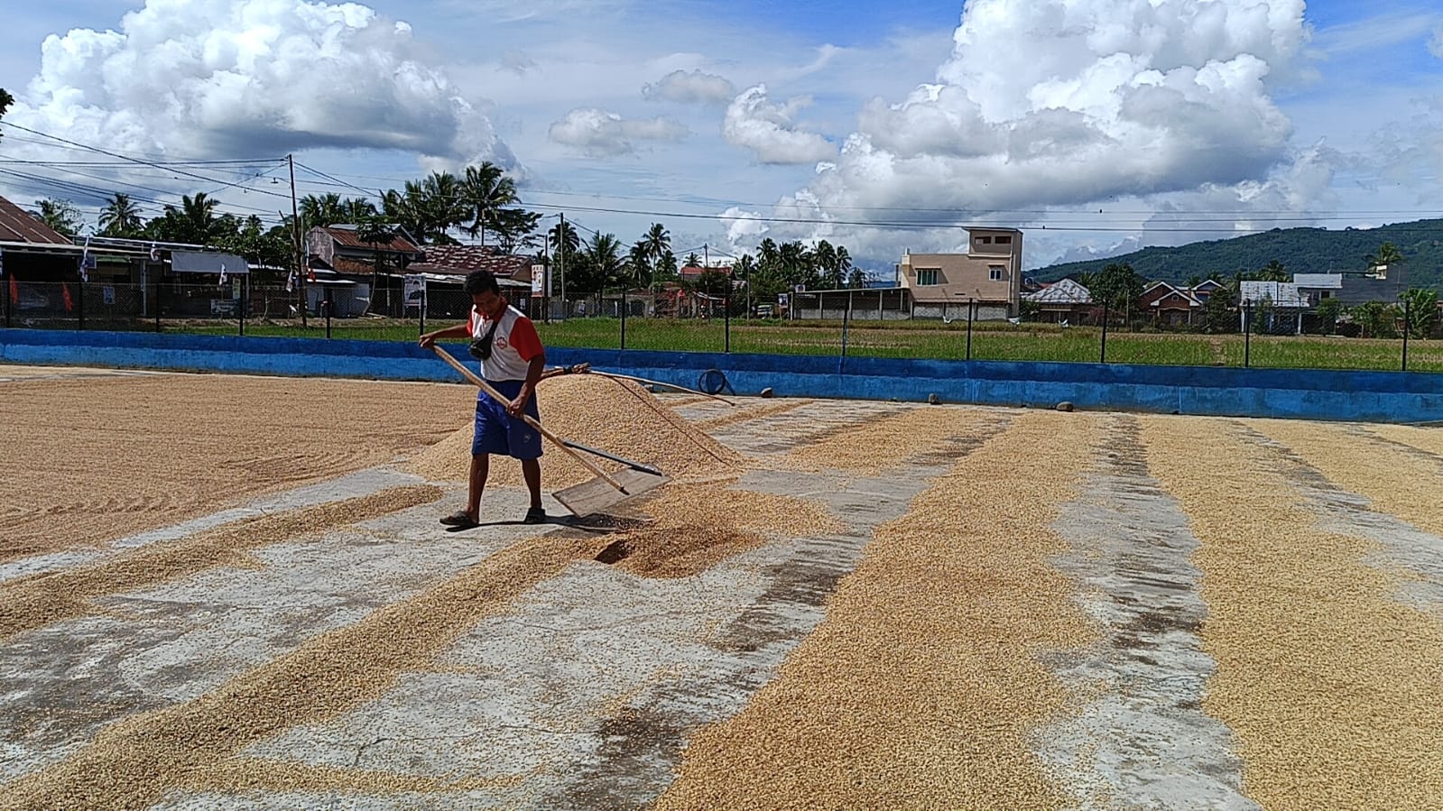 Perum Bulog Rejang Lebong Siap Beli Beras Petani, Harganya Segini 