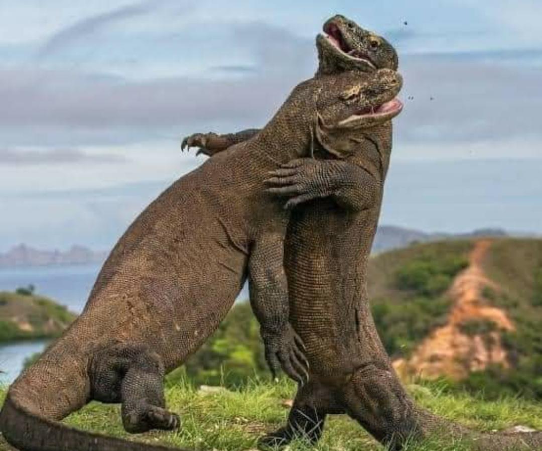 Punya Gigitan Beracun, Ini 10 Fakta Menarik Tentang Komodo yang Wajib Anda Ketahui