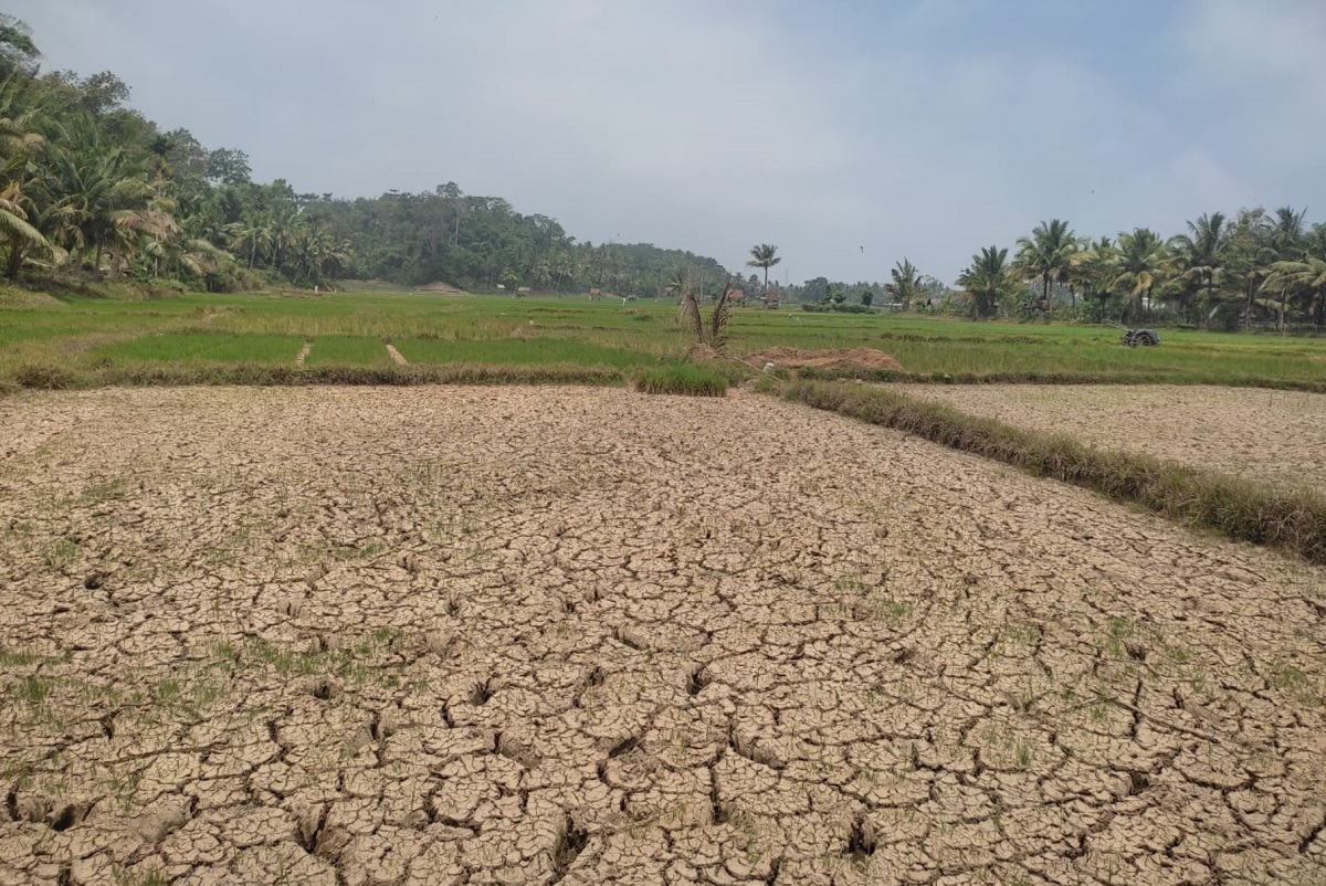 Lahan Kering Akibat El Nino, 361 Hektar Lebih Sawah Gagal Panen 