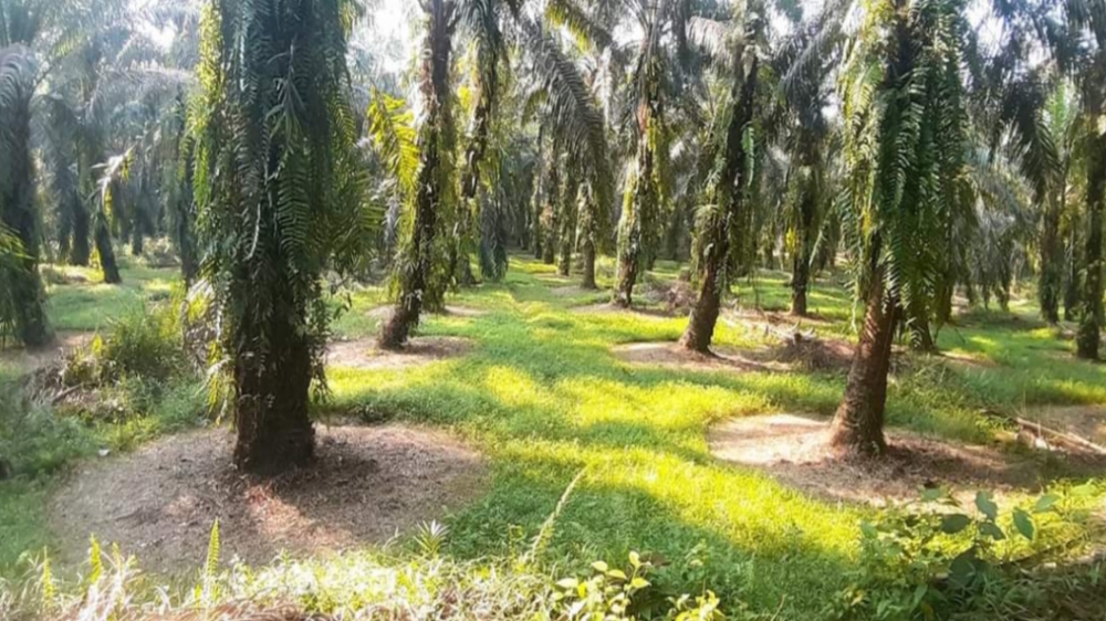 Kapan Buah Kelapa Sawit Kembali Normal Setelah Musim Kemarau? Berikut Faktor yang Mempengaruhinya