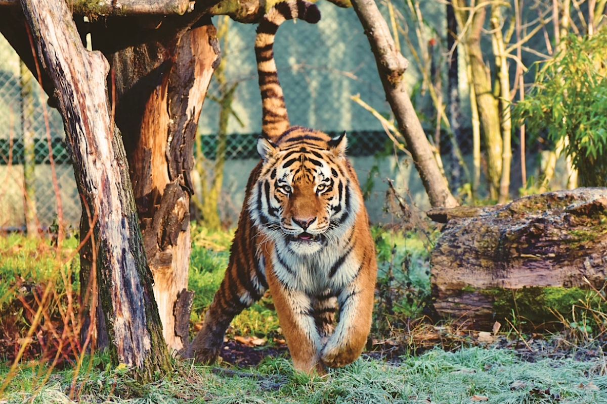 Ditakuti! Ini Weton yang Punya Khodam Harimau 