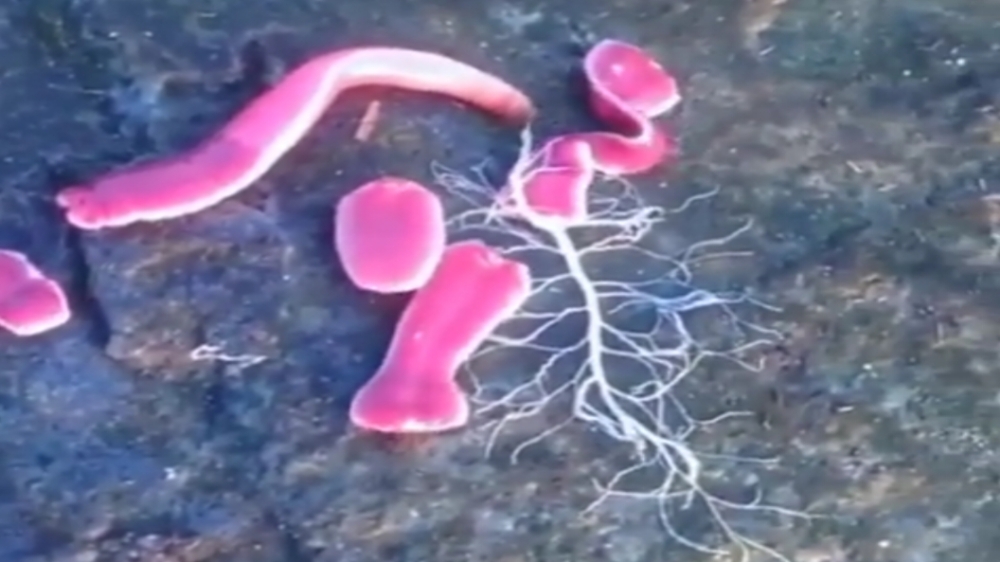 Fakta Unik Ribbon Worm, Cacing Pita yang Lontarkan Organ Khusus Seperti Jaring untuk Tangkap Mangsa