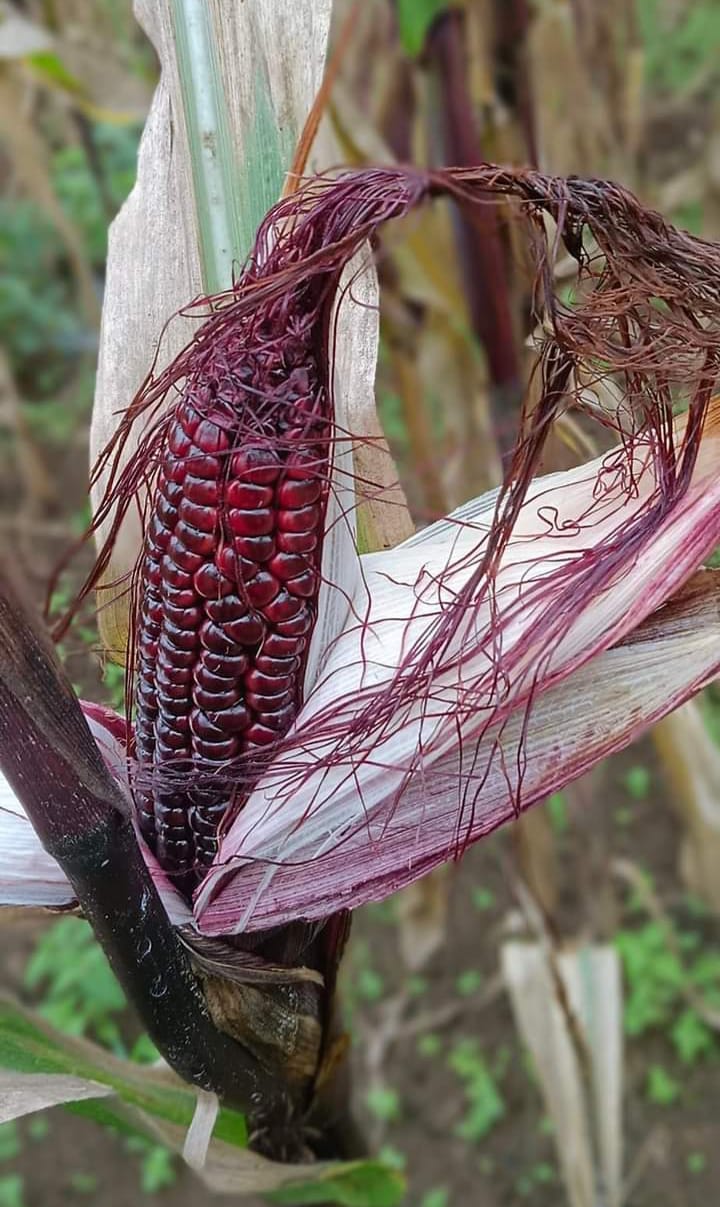 Jagung Hitam: Rendah Kadar Gula dan Tinggi Antioksidan, Cocok Dikonsumsi Bagi Penderita Diabetes 