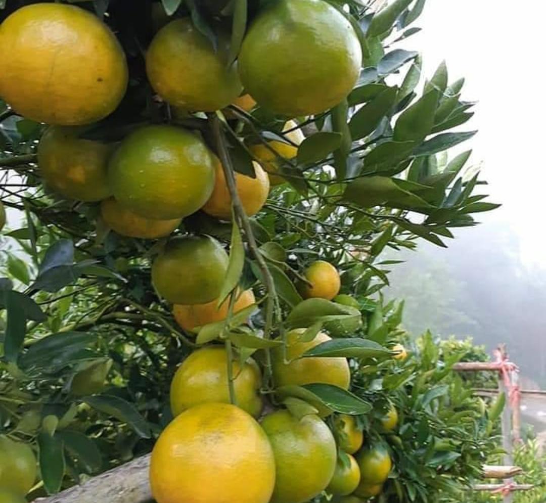 7 Manfaat Buah Jeruk untuk Kesehatan yang Wajib Diketahui, Diantaranya Menjaga Kesehatan Jantung