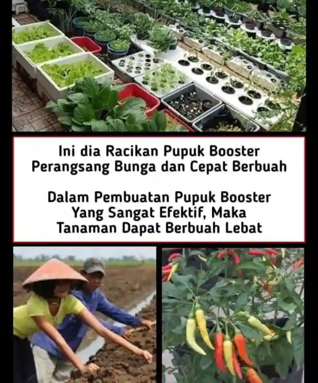 Tanaman Ingin Berbuah dan Berbunga? Gunakan Racikan Pupuk Booster Ini, Dijamin Ampuh!