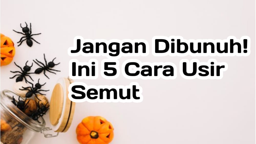 5 Cara Ampuh Usir Semut, Tanpa Menyakitinya Sama Sekali 