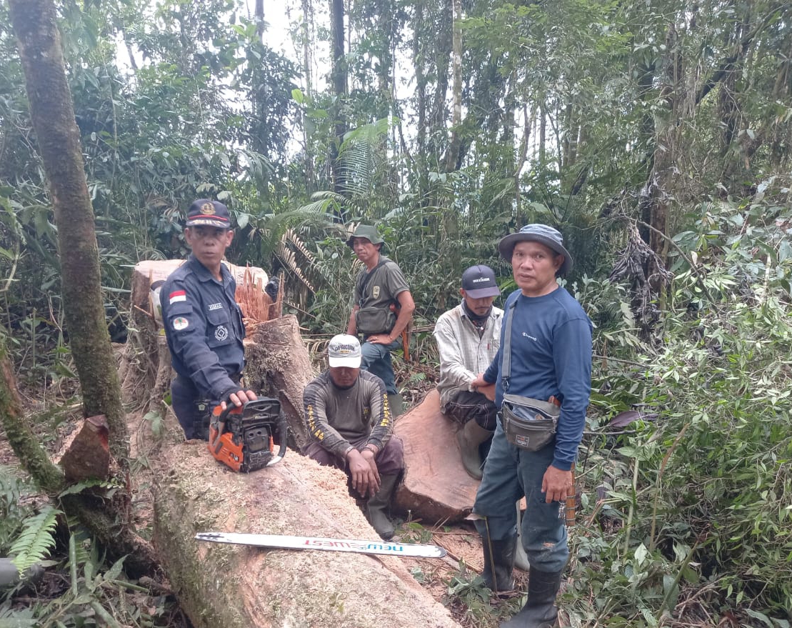 Ketahuan Melakukan Ilegal Logging di Hutan TNKS Rejang Lebong, Dua Tersangka Diamankan