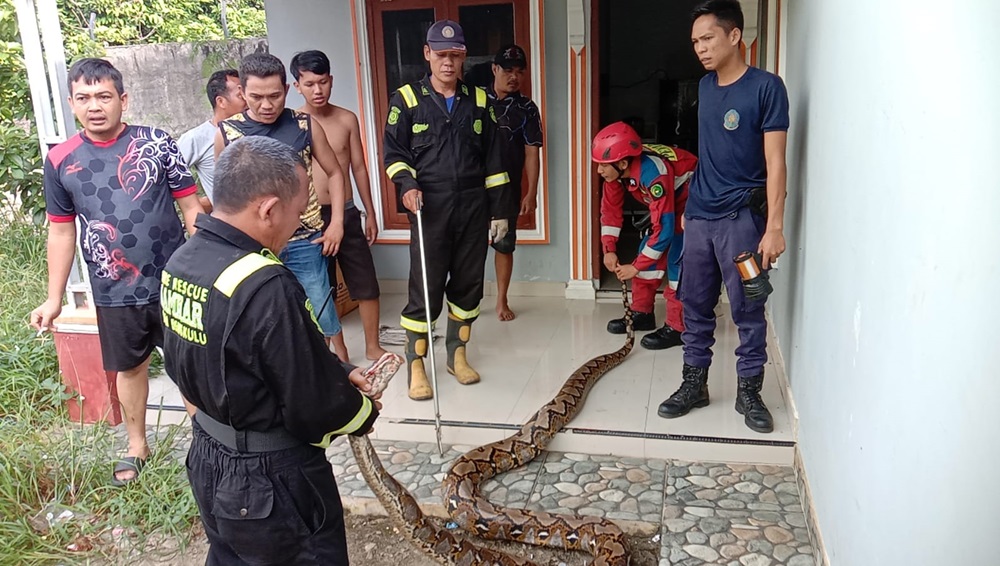 Geger! Damkar Evakuasi Ular Piton Sepanjang 6 Meter, Masuk dan Sembunyi di Kamar Mandi Rumah Warga