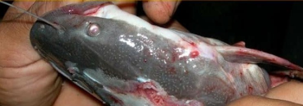 Kualitas Air Buruk, Ini Deretan Penyebab dan Cara Mengatasi Penyakit Parasit pada Ikan Lele