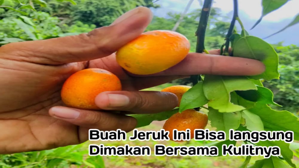 Jeruk Kumquat, Buah Unik yang Bisa Langsung Dimakan, Miliki Manfaat Luar Biasa untuk Kesehatan