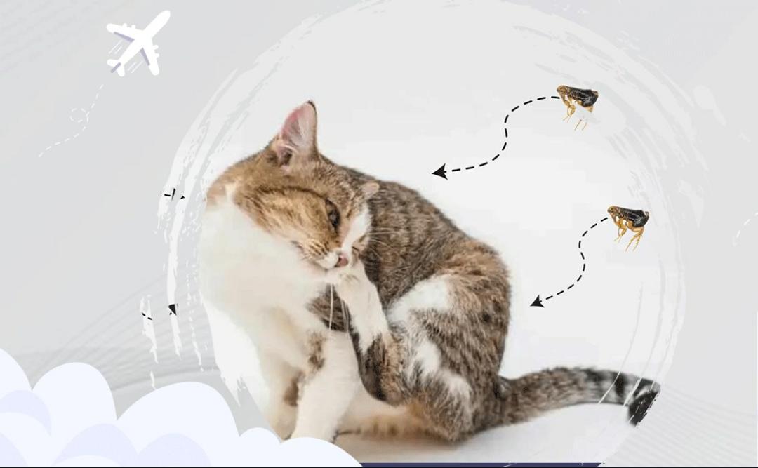 Cara Membasmi Kutu Kucing dan Penyebab Kucing Terkena Kutu