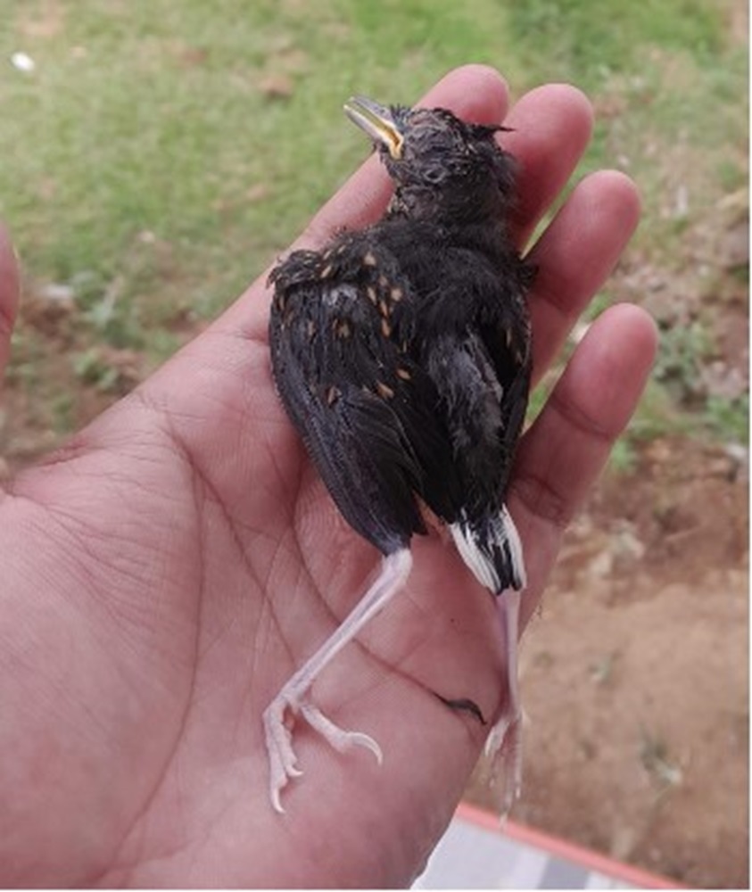 Kenali Bahaya Anak Murai Batu Mati Mendadak, Bisa Jadi Infeksi atau Cedera Fisik