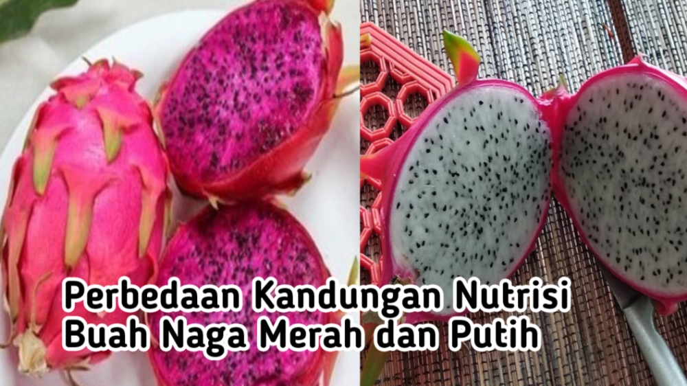 Meskipun Buah Naga Merah dan Putih Jenisnya Sama Namun Beda Kandungan Nutrisi, Ini Penjelasannya!