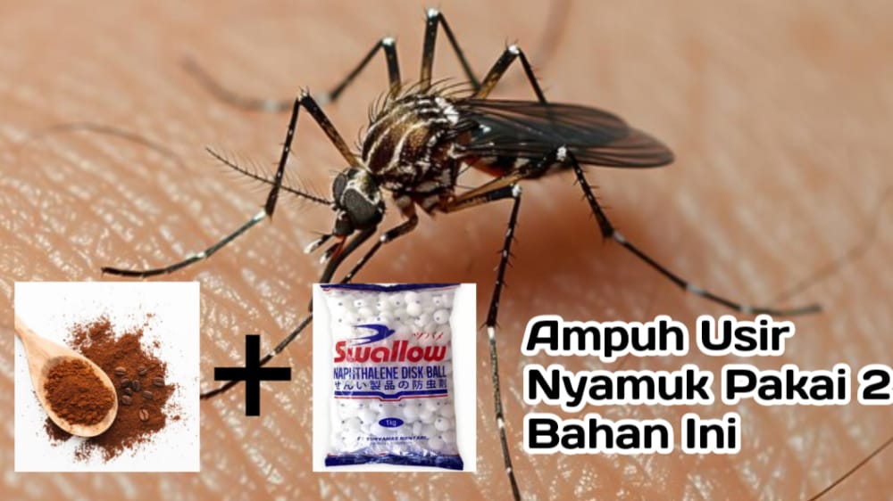 Ampuh! Usir Nyamuk Hanya Pakai Bubuk Kopi dan Kamper 