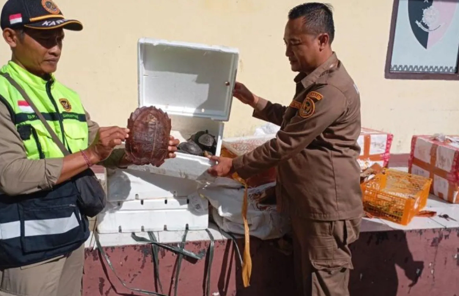 Karantina Lampung Gagalkan Penyelundupan 220 Satwa Liar Lewat Ekspedisi di Bakauheni