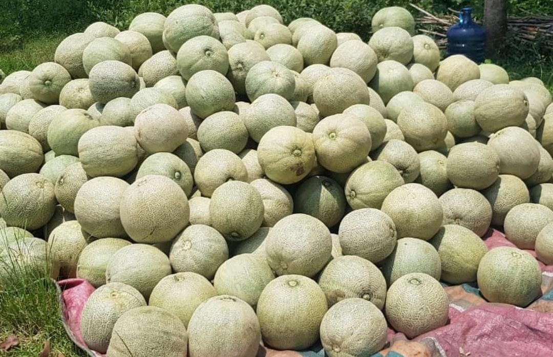 7 Cara dan Waktu yang Tepat untuk Pemanenan Buah Melon Hijau, Supaya Kualitas Buah Tetap Baik