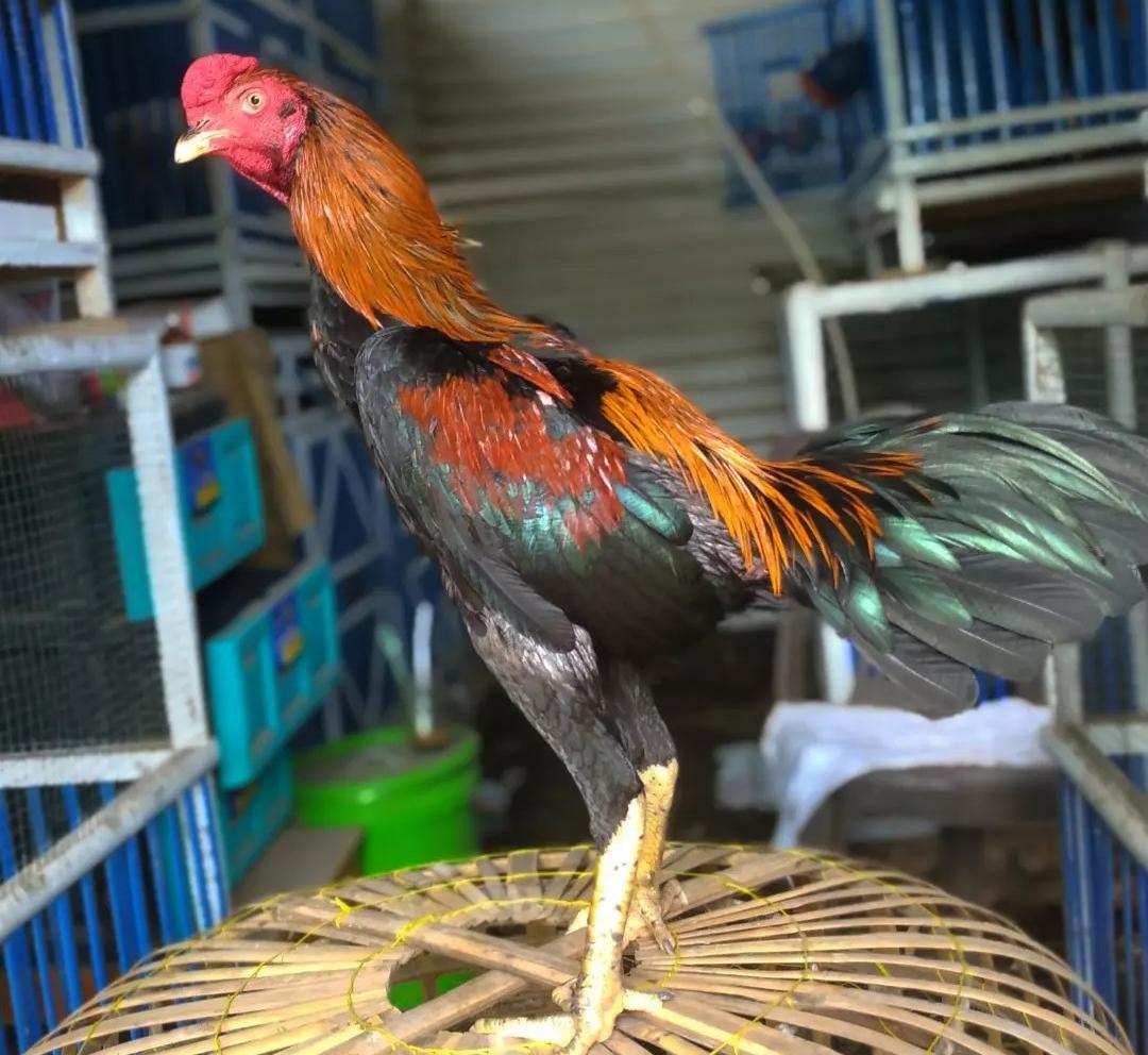 Bisa Menjaga Kualitas Telur dan Daging, Berikut Cara dan Manfaat Memberikan Vitamin pada Ayam Bangkok